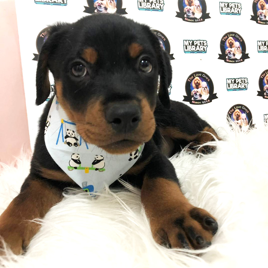 Rottweiler Puppy For Sale