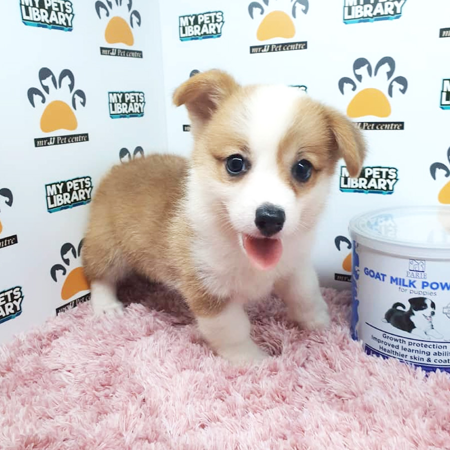 Corgi Puppy For Sale