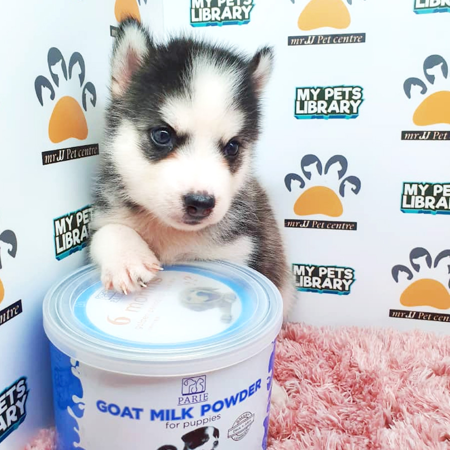 Husky Puppy For Sale