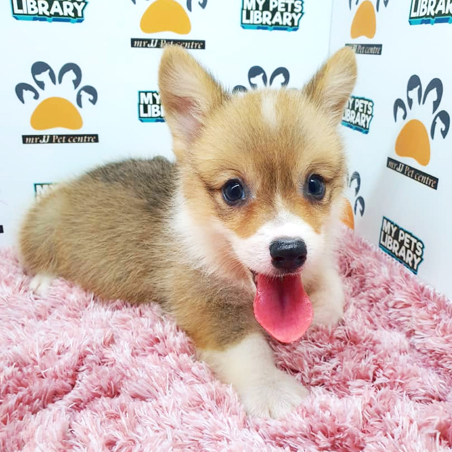 Corgi Puppy For Sale