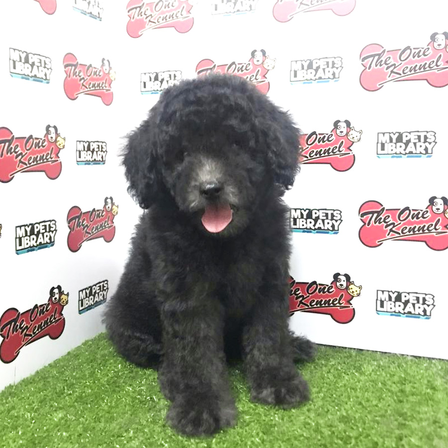 Silver Toy Poodle Puppy For Sale (Male)