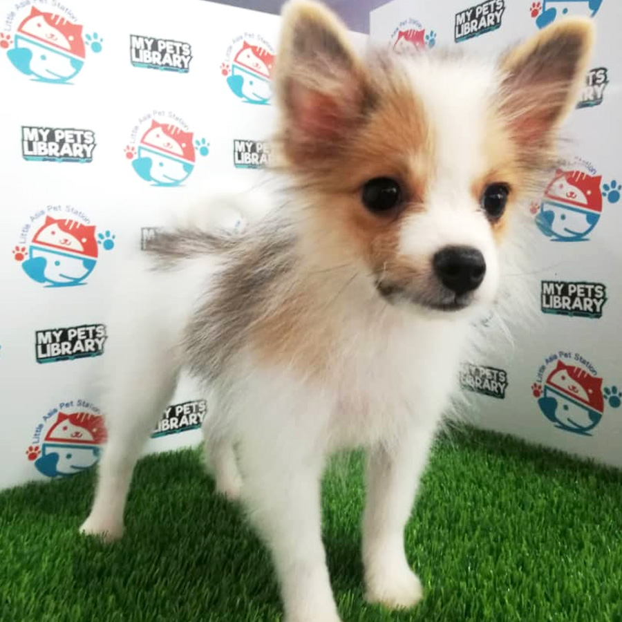 Pomeranian Puppy For Sale (Male)