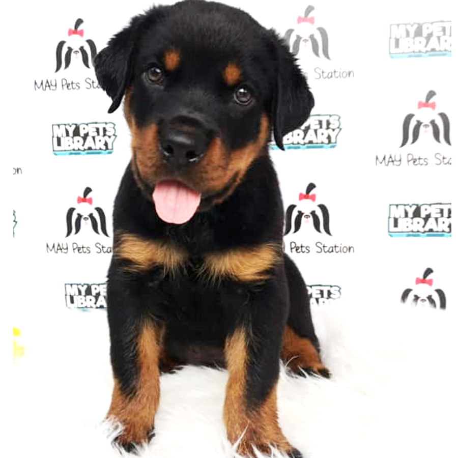 Rottweiler Puppy For Sale