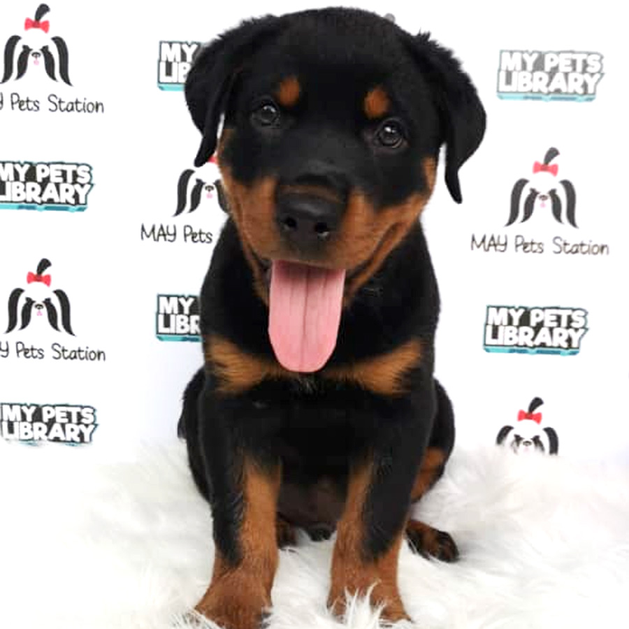 Rottweiler Puppy For Sale