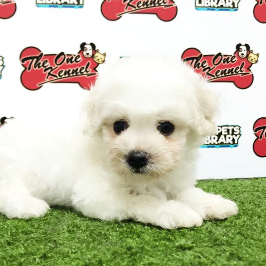 Bichon Frise Puppy For Sale (Female)