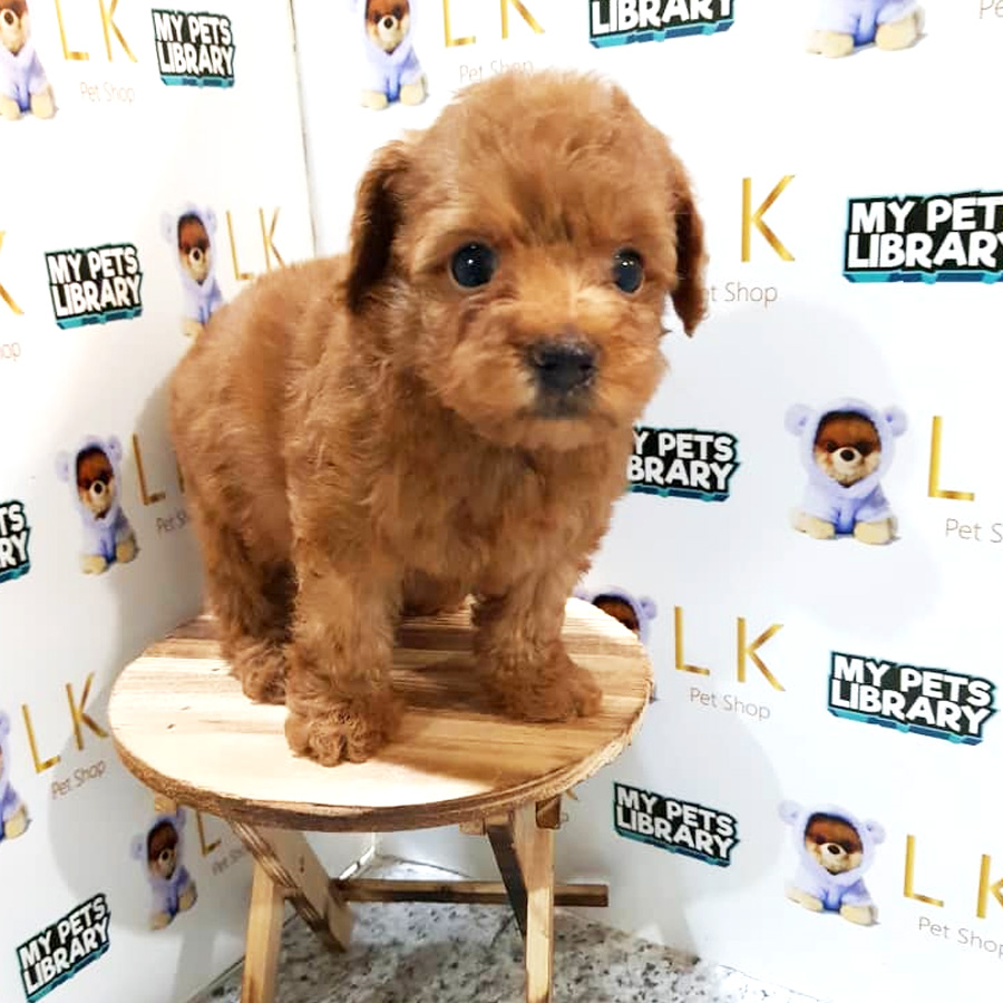 Toy Poodle Puppy For Sale (Male)