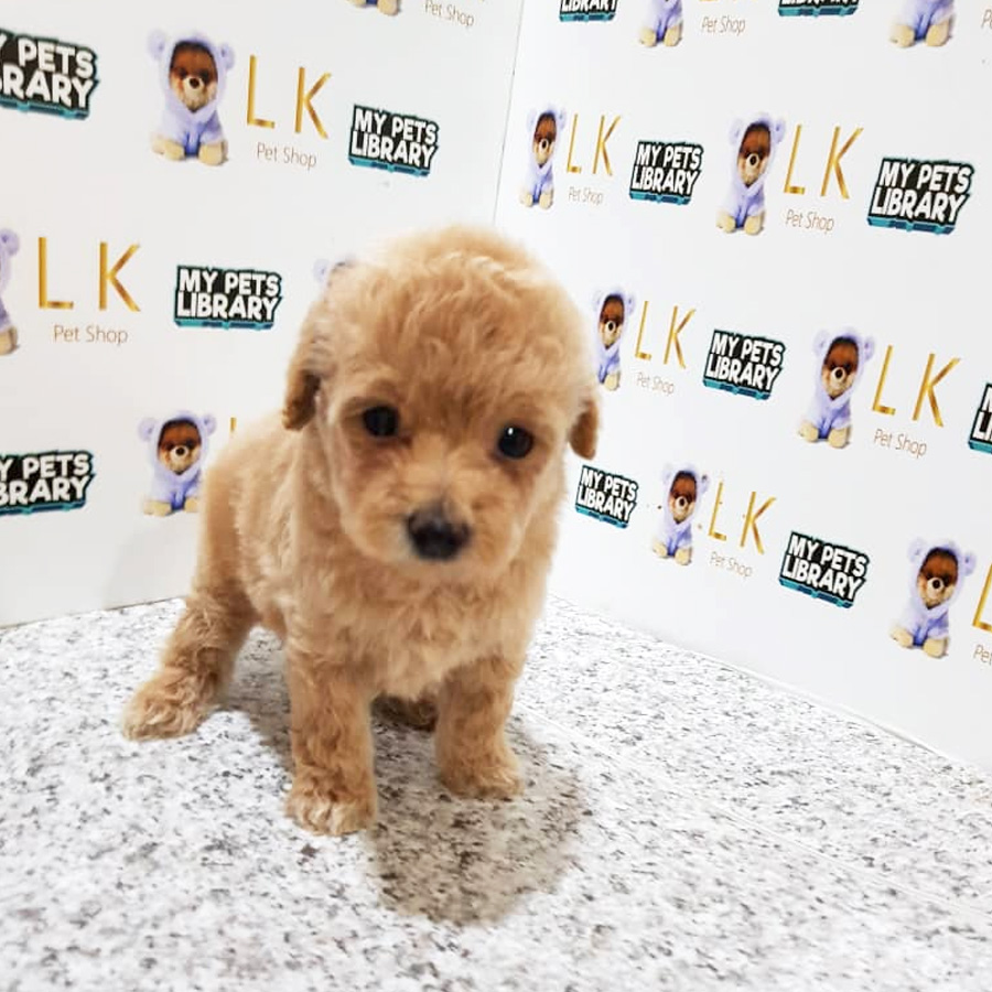 Toy Poodle Puppy For Sale (Male)