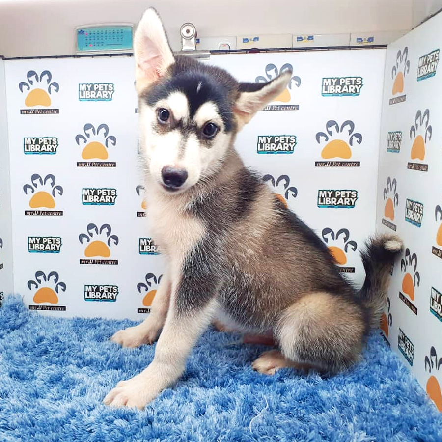 Husky Puppy For Sale