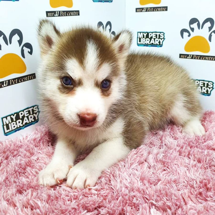 Husky Puppy For Sale