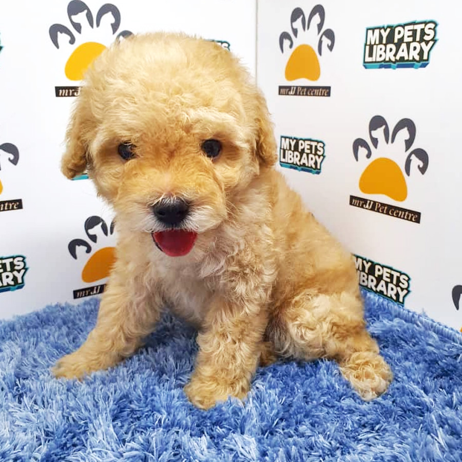 Toy Poodle Puppy For Sale (Male)