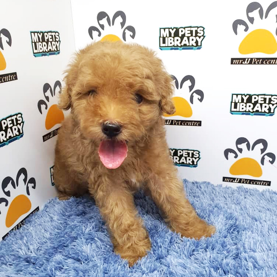 Toy Poodle Puppy For Sale (Male)