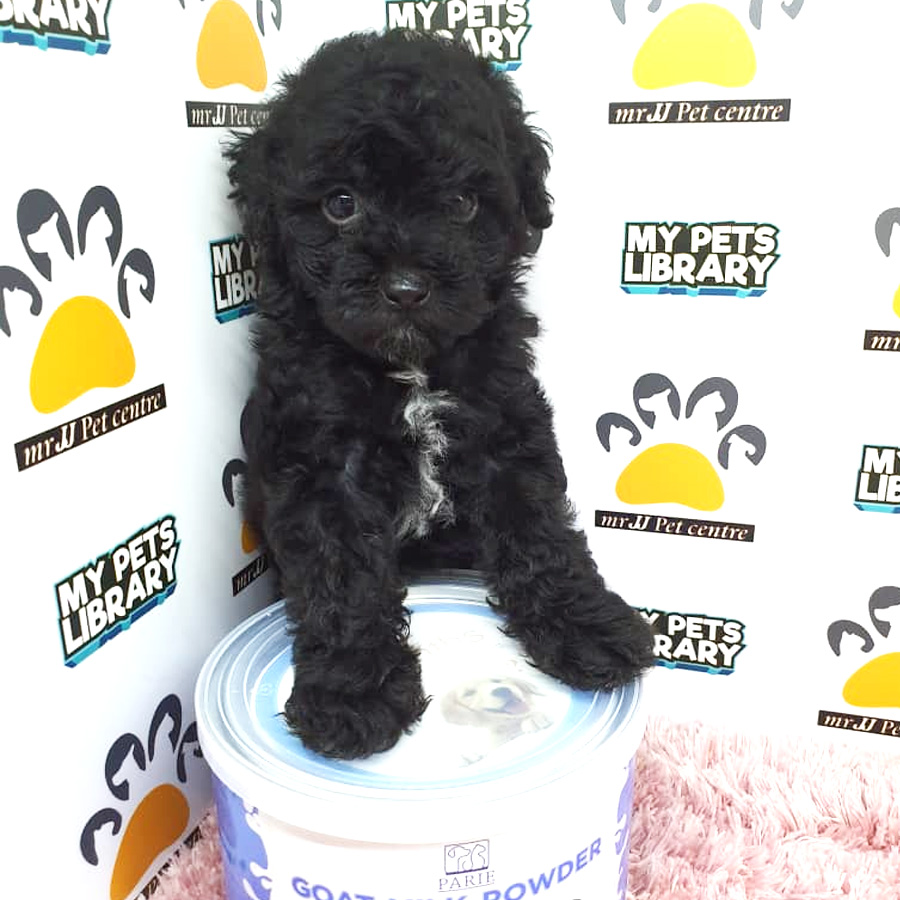 Toy Poodle Puppy For Sale (Female)