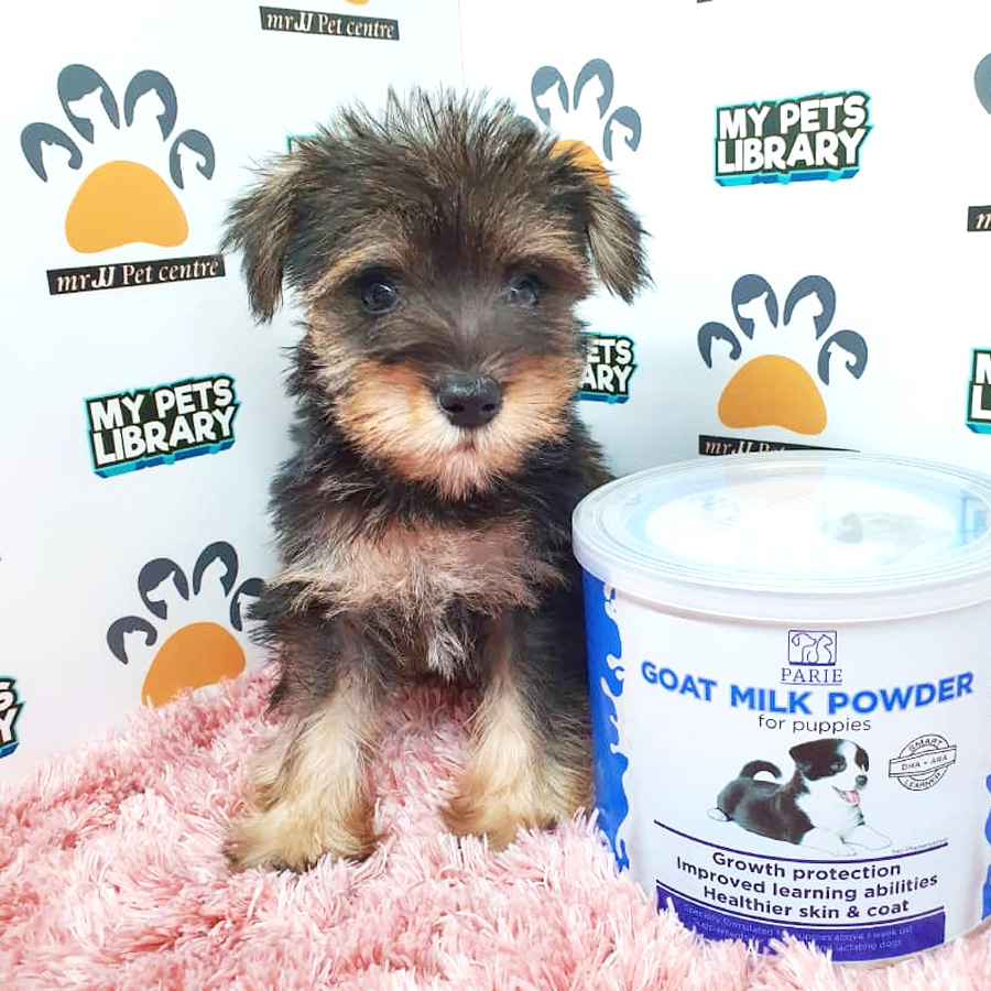 Miniature Schnauzer Puppy For Sale (Female)