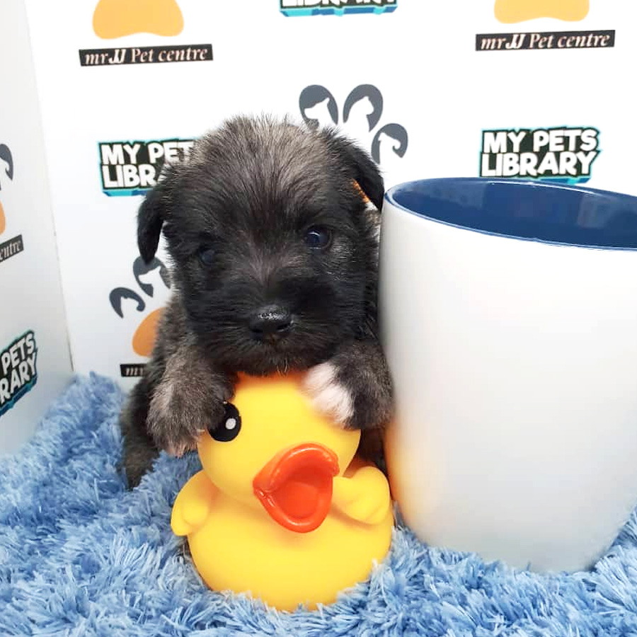 Miniature Schnauzer Puppy For Sale