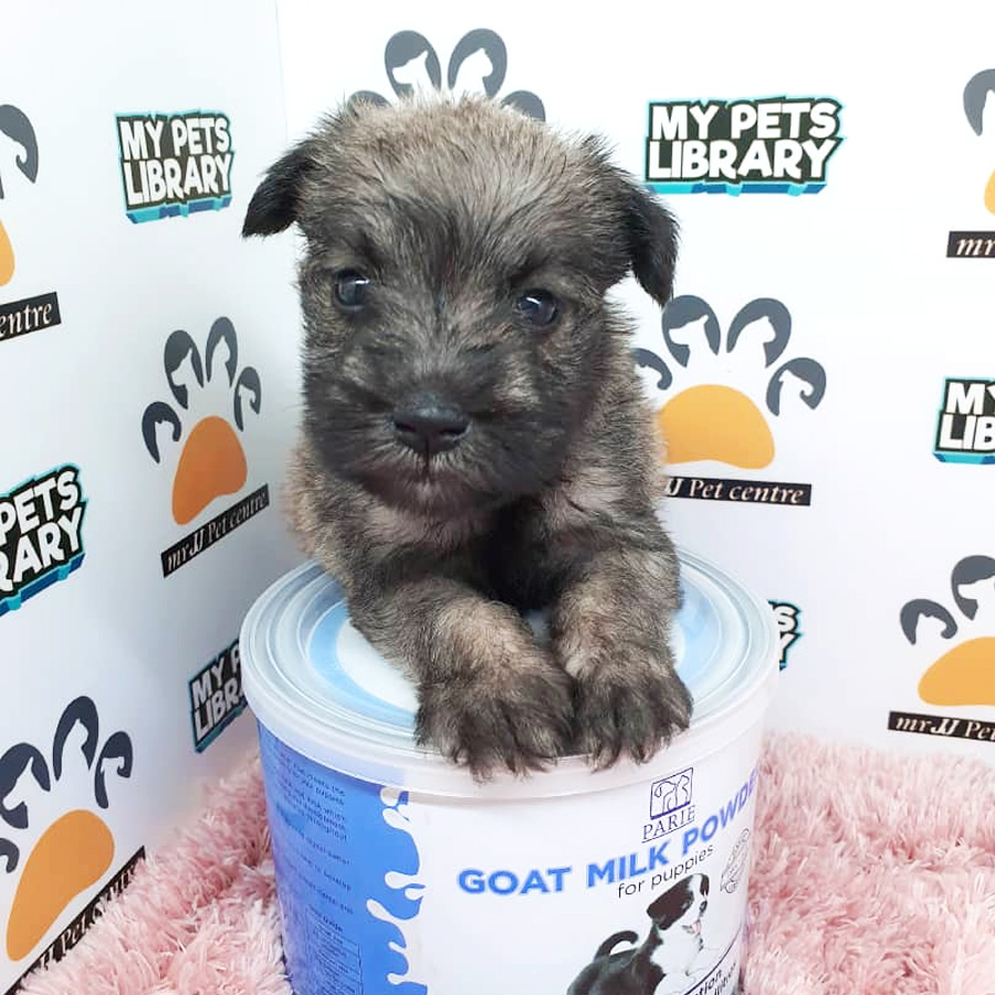 Miniature Schnauzer Puppy For Sale (Female)