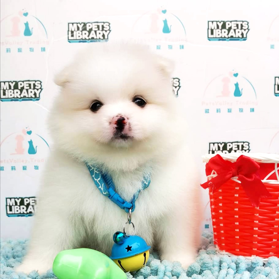 Pomeranian Puppy For Sale (Female)