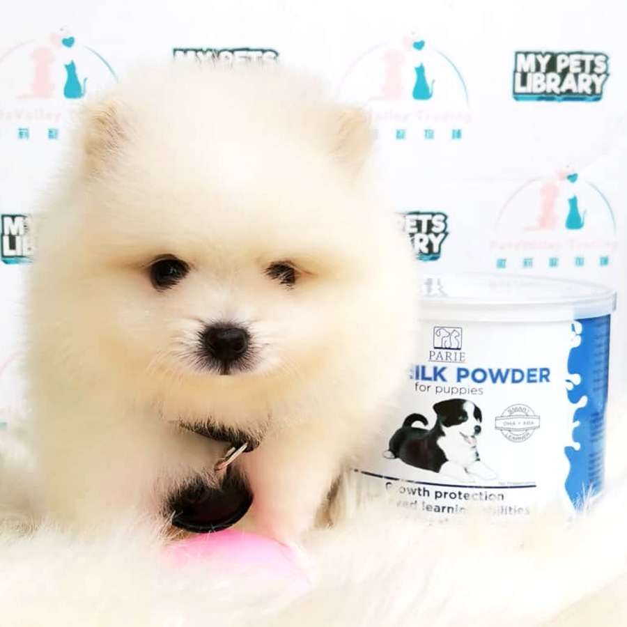 Pomeranian Puppy For Sale (Male)