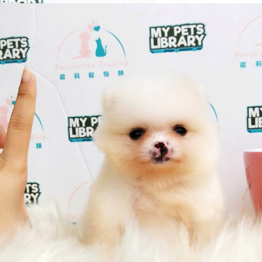 Teacup Pomeranian Puppy For Sale (Female)
