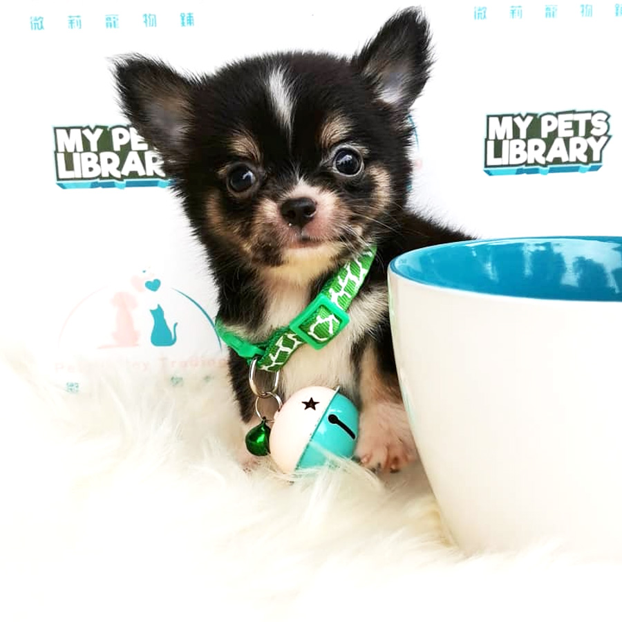 Chihuahua Puppy For Sale