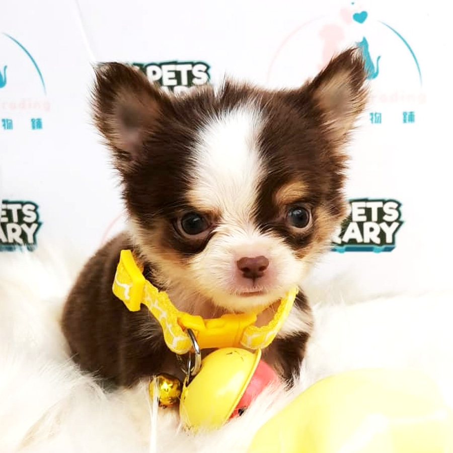 Chihuahua Puppy For Sale