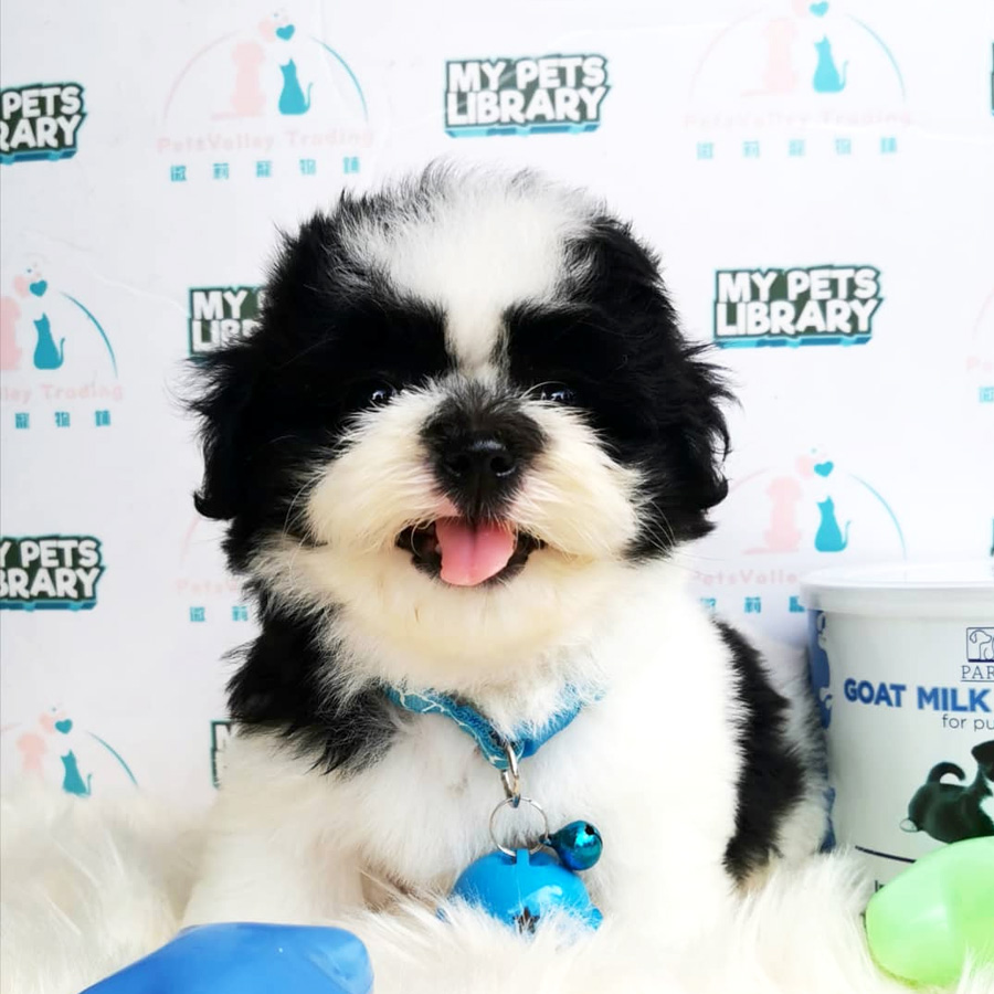 Shih Tzu Puppy (Male) For Sale