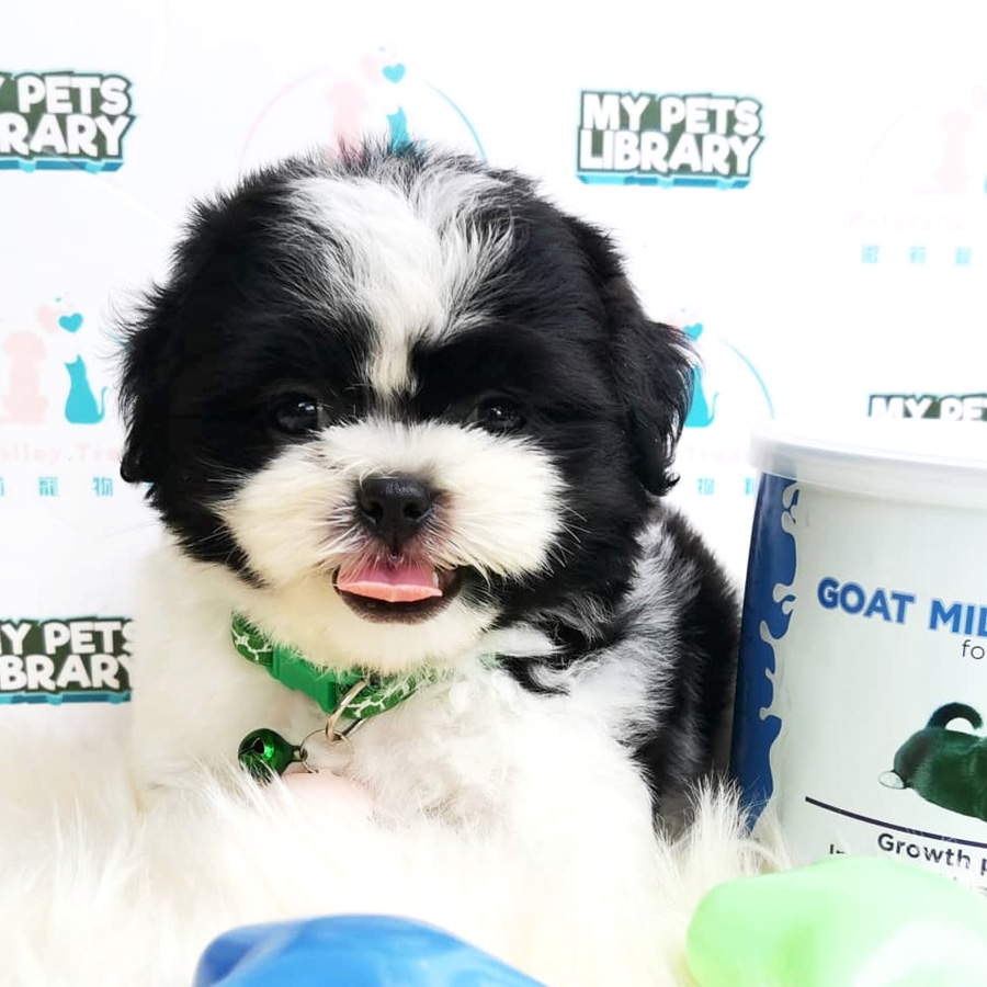 Shih Tzu Puppy (Female) For Sale