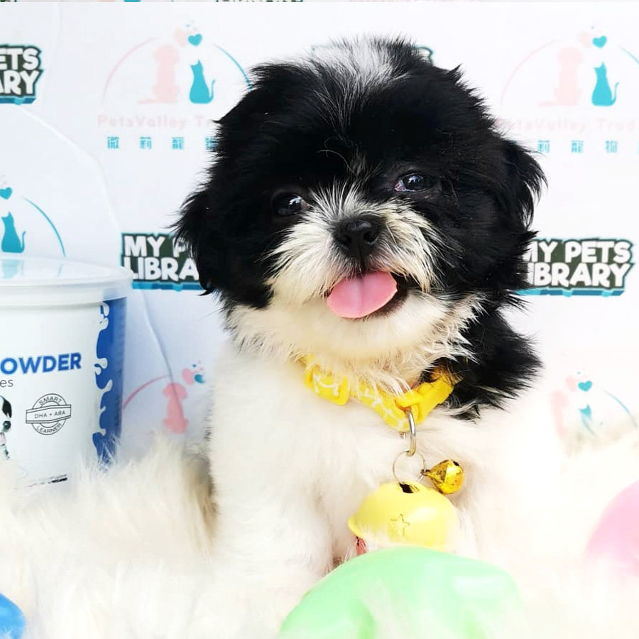 Shih Tzu Puppy (Male) For Sale