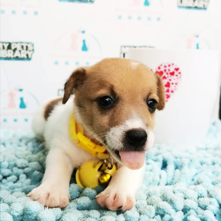 Jack Russell Puppy For Sale (Female)