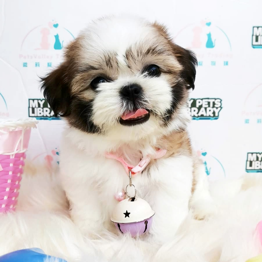 Shih Tzu Puppy (Female) For Sale