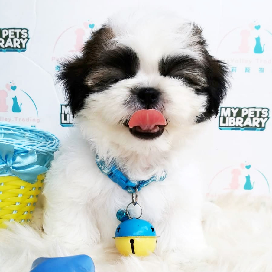 Shih Tzu Puppy For Sale (Male)