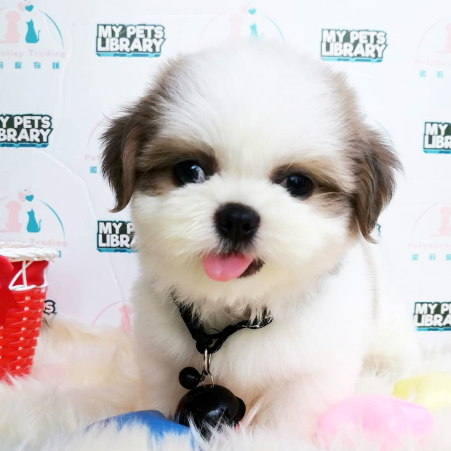 Shih Tzu Puppy (Female) For Sale