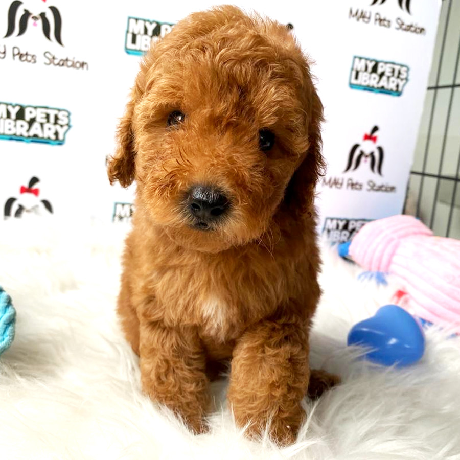 Toy Poodle Puppy For Sale (Male)