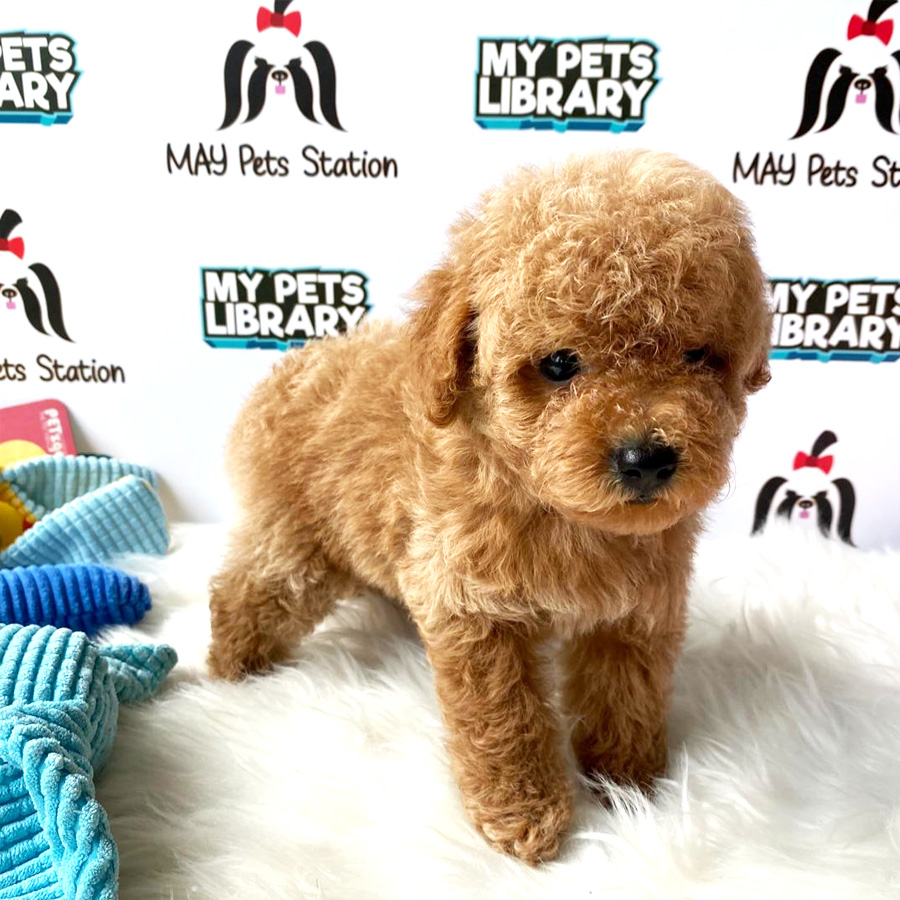 Toy Poodle Puppy For Sale (Female)