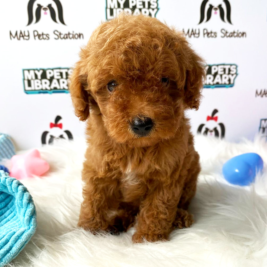 Toy Poodle Puppy For Sale (Female)