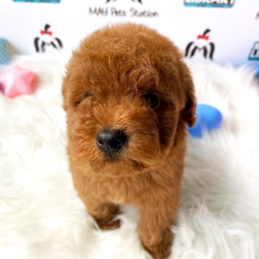 Toy Poodle Puppy For Sale (Male)