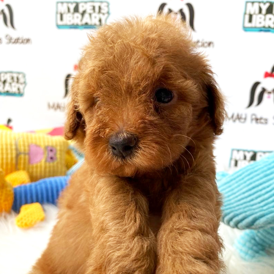 Tiny Toy Poodle Puppy For Sale (Female)