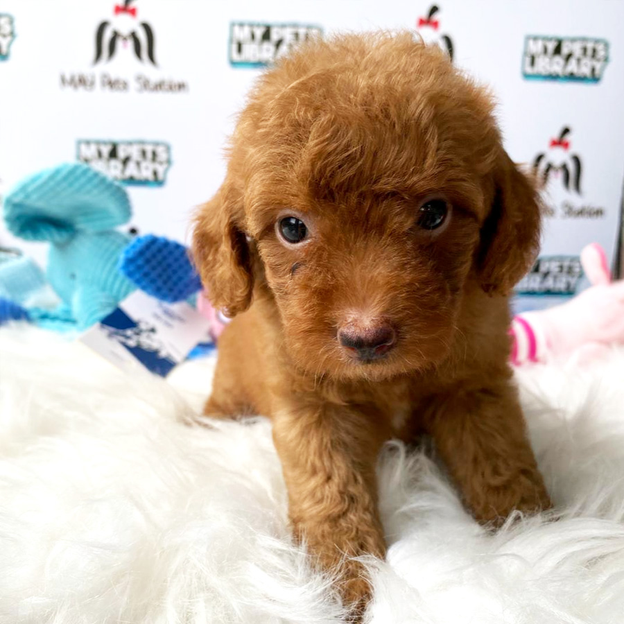 Tiny Toy Poodle Puppy For Sale (Female)