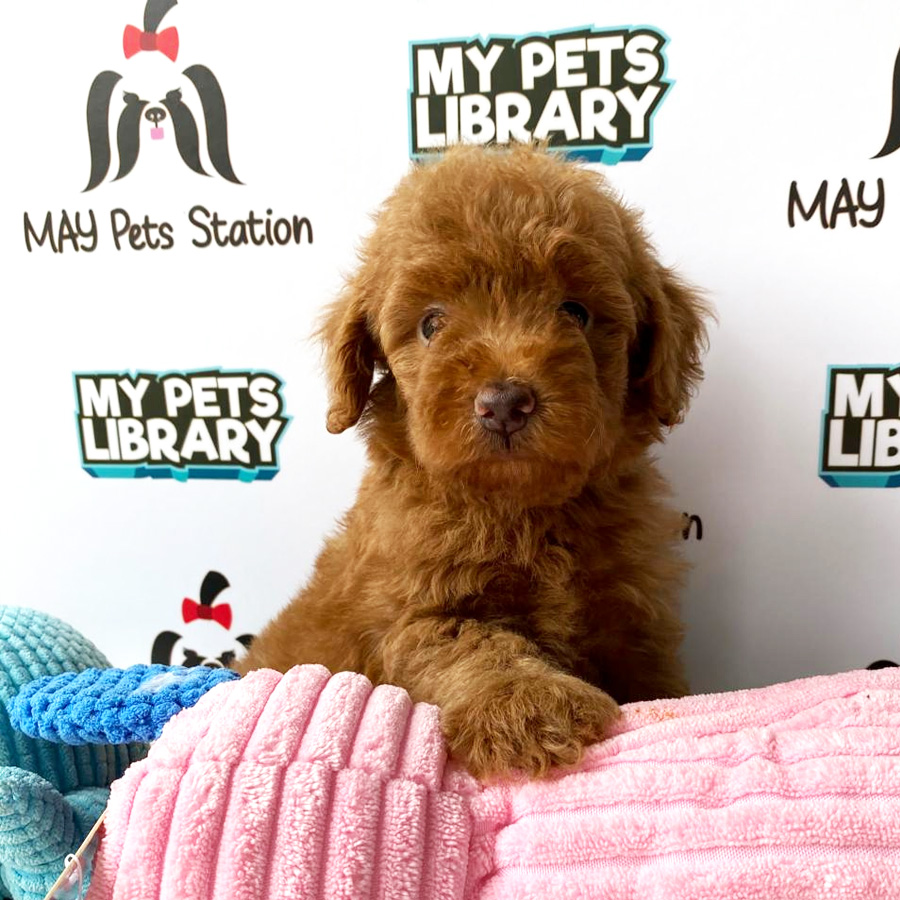 Tiny Toy Poodle Puppy For Sale (Male)