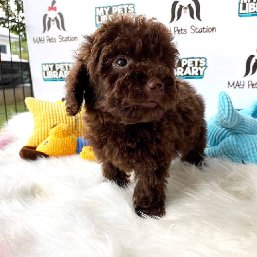 Toy Poodle Puppy For Sale (Male)
