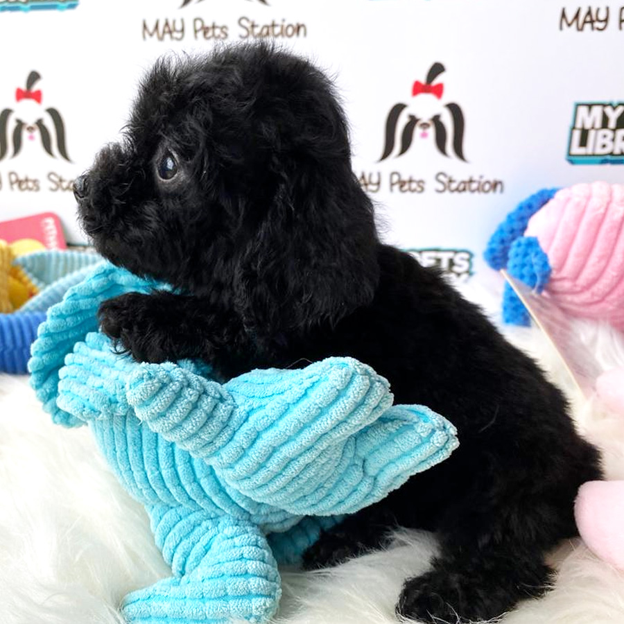 Tiny Toy Poodle Puppy For Sale (Female)