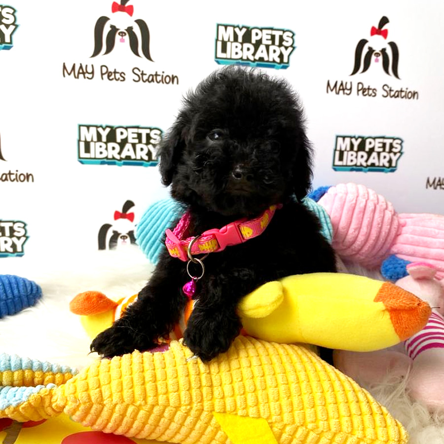 Tiny Toy Poodle Puppy For Sale (Female)