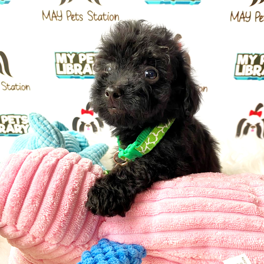 Tiny Toy Poodle Puppy For Sale (Male)