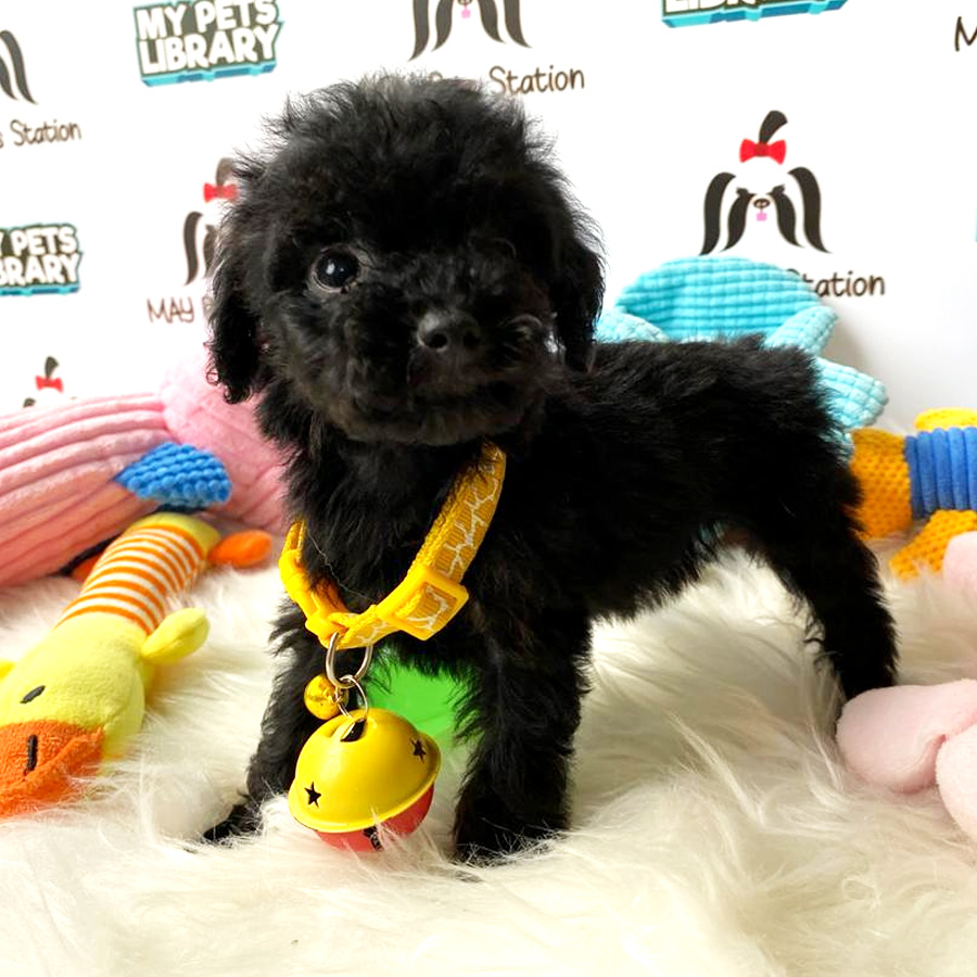 Tiny Toy Poodle Puppy For Sale (Female)
