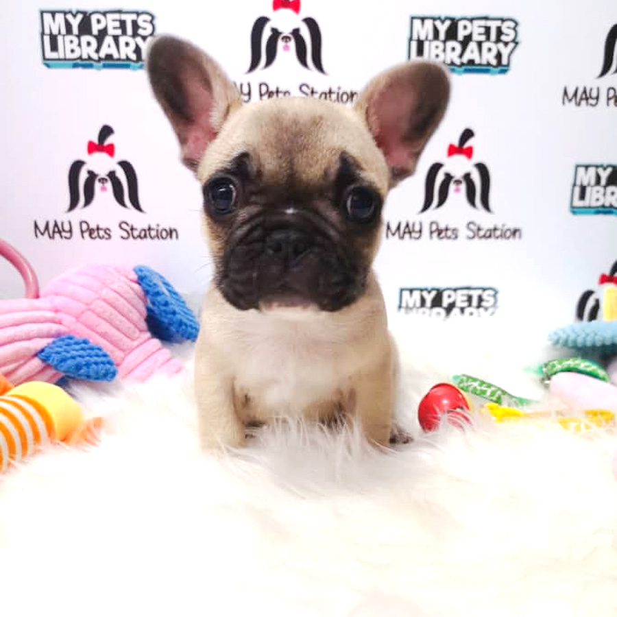 French Bulldog Puppy For Sale (Male)