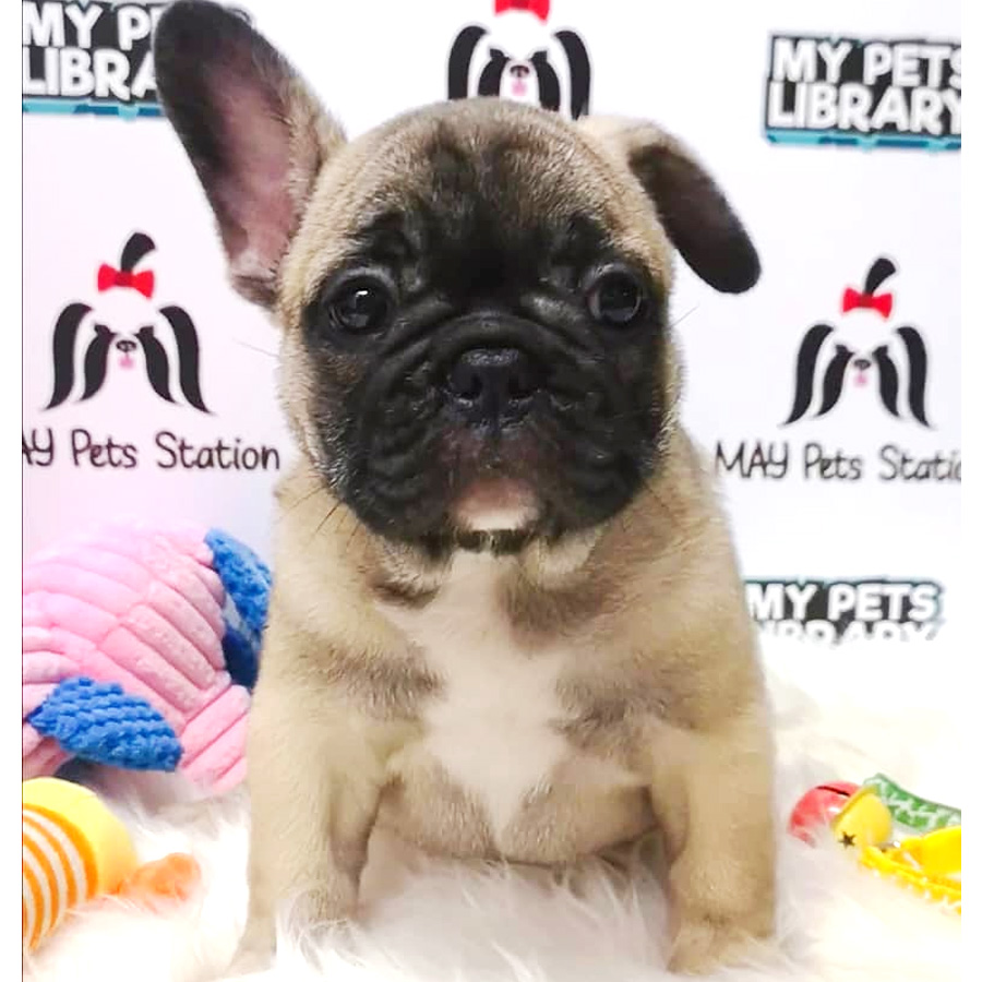 French Bulldog Puppy For Sale (Male)
