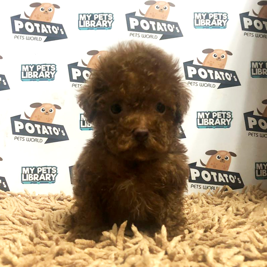 Toy Poodle Puppy For Sale (Male)