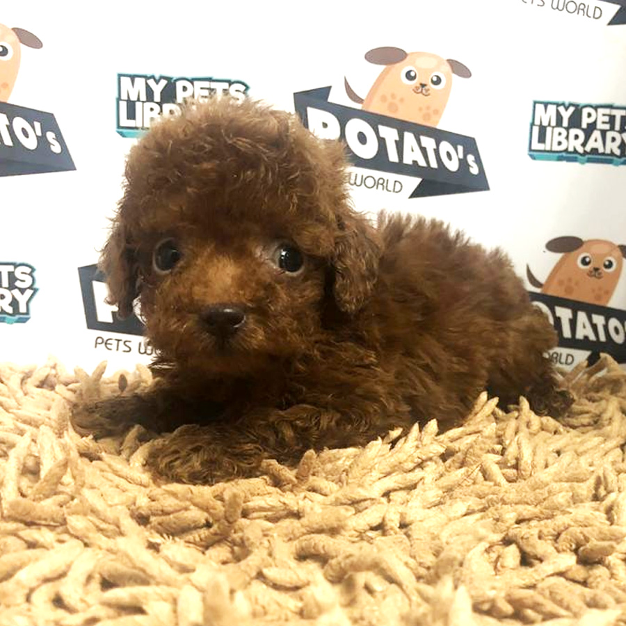 Toy Poodle Puppy For Sale (Male)