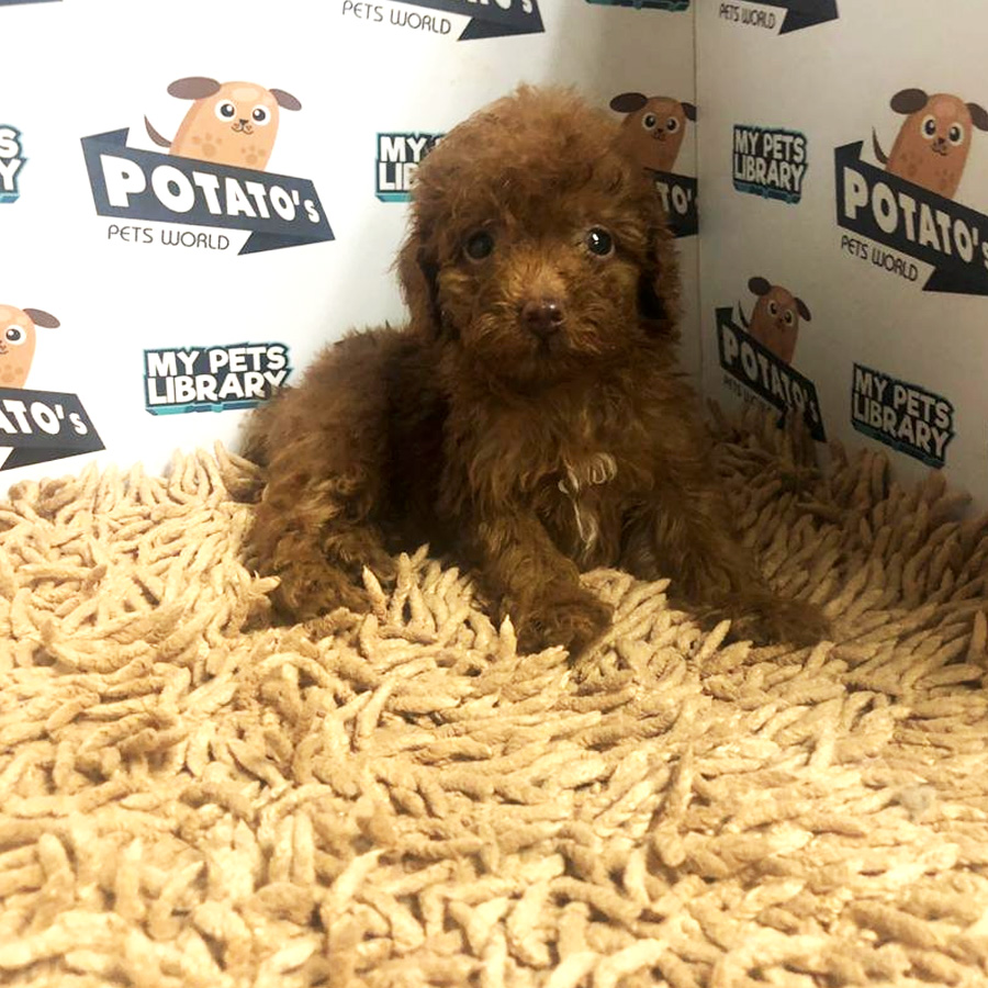 Toy Poodle Puppy For Sale (Female)