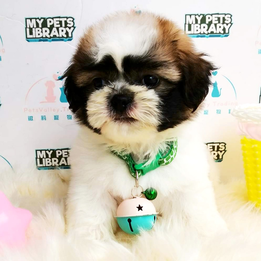 Shih Tzu Puppy (Male) For Sale