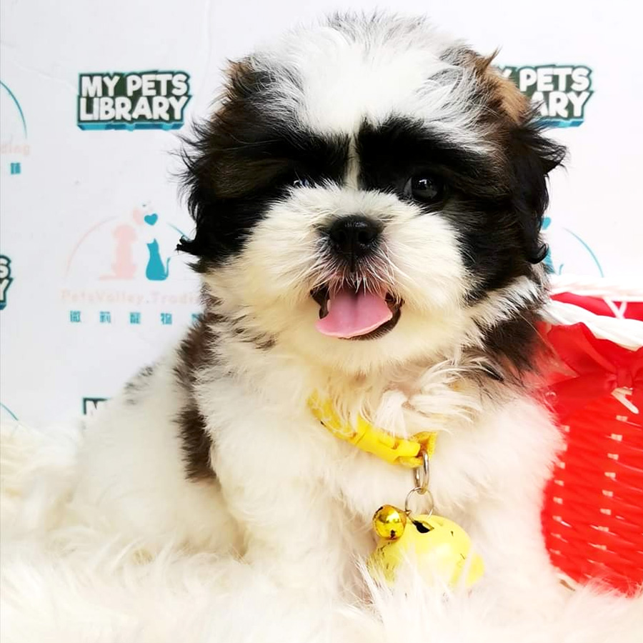 Shih Tzu Puppy (Female) For Sale